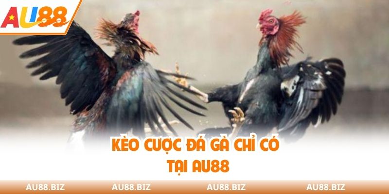 Kèo cược đá gà chỉ có tại AU88